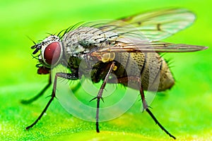 Exotic Drosophila Fruit Fly Diptera Insect on Plant Leaf Macro