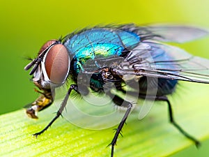 Exotic Drosophila Fruit Fly Diptera Parasite Insect on Plant Leaf Macro