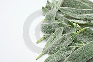 Exotic edible plant stachys byzantina isolated in white background in the side of the frame photo