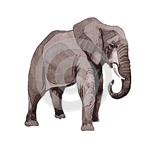 Exotic elephant wild animal in a watercolor style isolated.