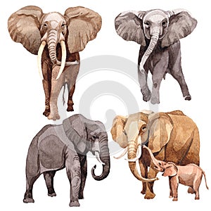 Exotic elephant wild animal in a watercolor style isolated.