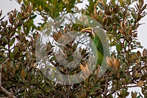 An exotic emerald toucanet bird