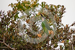 An exotic emerald toucanet perched on a tree