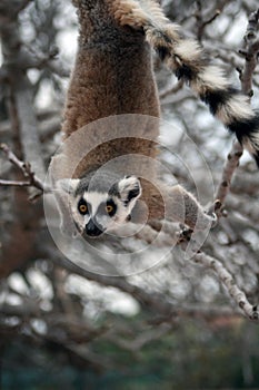 Exotic endangered animal hanging upside down - Lem