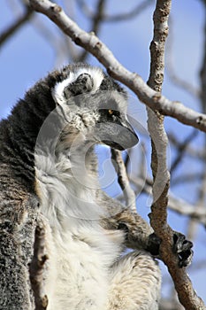 Exotic endangered animal - Lemur