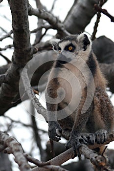 Exotic endangered animal - Lemur