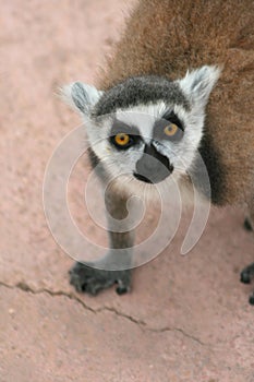 Exotic endangered animal - Lemur