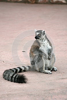 Exotic endangered animal - Lemur photo