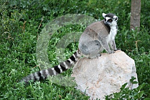 Exotic endangered animal - Lemur