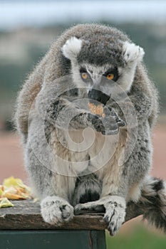 Exotic endangered animal - Lemur lunch time