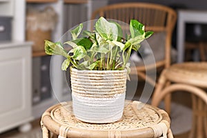 Exotic `Epipremnum Aureum Manjula` pothos houseplant