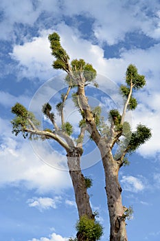 Exotic eucalyptus in the city jerusalem big immense