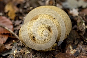 Exotic fall fungi flora in seasonal setting