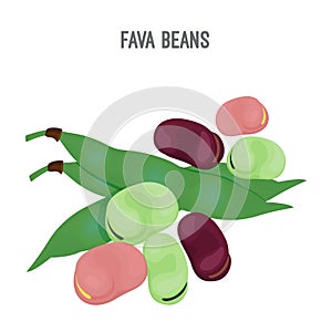 Exotic fava beans heap, nutritious and healthy food