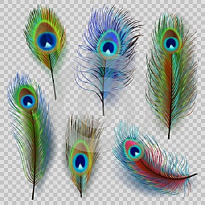 Exotic feathers. Beautiful realistic peacock colored birds decent vector feathers illustrations