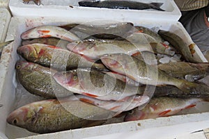 Exotic fish from Adriatic sea