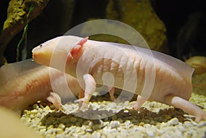 Exotic fish in an aquarium