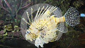 Exotic fish (Devil firefish) in the St. Petersburg Oceanarium