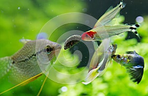 Exotic fish in freshwater aquarium