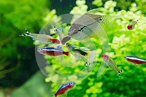 Exotic fish in freshwater aquarium