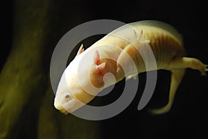 Exotic fish with hands and legs