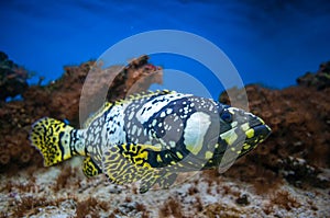 Exotic fish isolated in aquarium