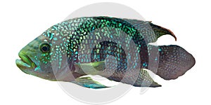 Exotic fish - isolated on white background