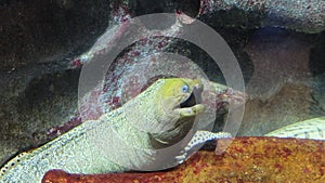 Exotic fish (Laced moray)in the St. Petersburg Oceanarium