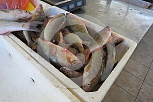 Exotic fish perch-Barsch