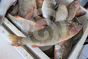 Exotic fish perch-Barsch