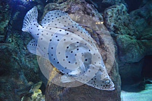 Exotic fish swimming in aquarium