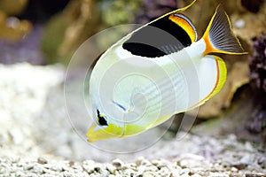 Exotic fish in tank