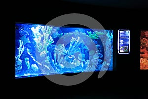 Exotic fish tank aquarium in Antalya, Turkey