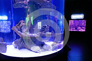 Exotic fish tank aquarium in Antalya, Turkey