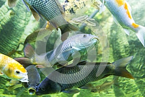 Exotic fished in a aquarium photo