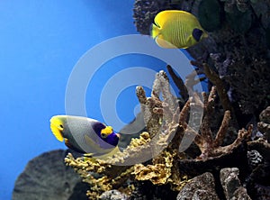 Exotic fishes photo