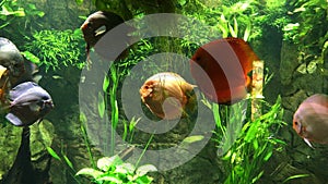 Exotic fishes