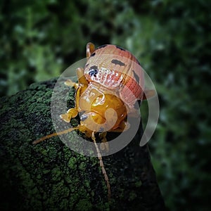 Exotic flea beetle of Podontia quatuordecimpunctata photo