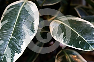 Exotic flora. Tropical green leaf. Close up.