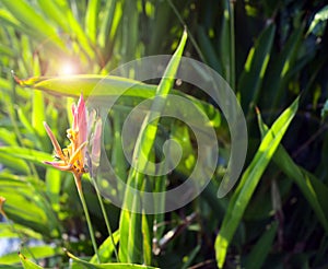 Exotic flower, bird of paradise, strelitzia or crane flower beside the river with beautiful sunset, lens flare circles.