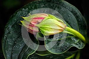 Exotic flower bud