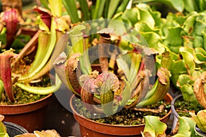 Exotic flower. Carnivorous pitcher plants close up