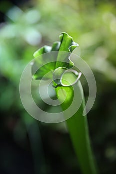 Exotic flower. Carnivorous pitcher plants. Macro of a sarracenia, also called a trumpet pitcher, on a blurred background