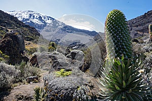 Exotic flower with Mount Kilimanjaro, Tanzania, the highest mountain of Africa covered with snow