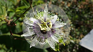 Exotic flower of passion fruit
