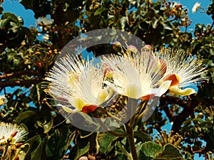 exotic flower typical of Brazil pequi photo