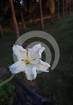 Exotic flower of a vegetable with five petals in white color and beautiful texture.