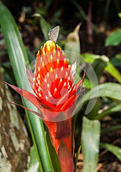 Exotic flower with a visiter photo