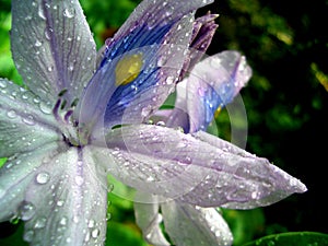 Exotic Flower with Waterdrops photo