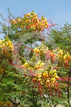 Flowers of Caesalpinia gilliesii